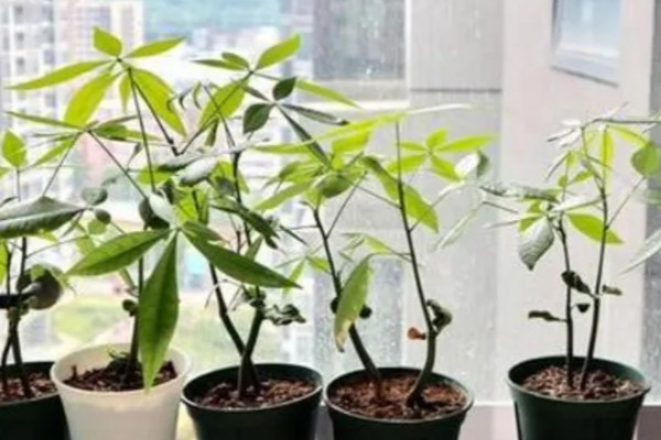 发财树死了如何救活，要立刻对植株进行换土