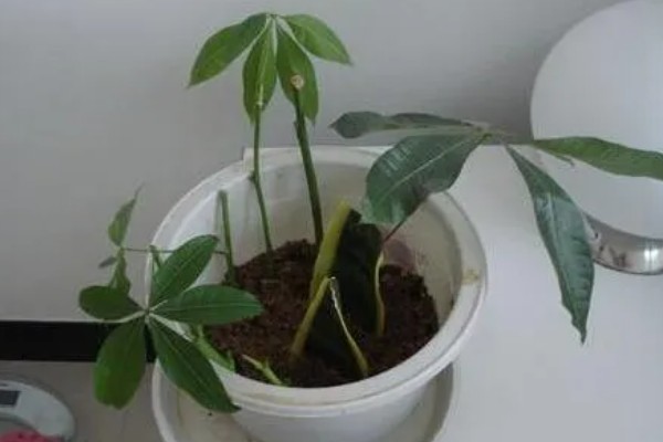 发财树死了如何救活，要立刻对植株进行换土