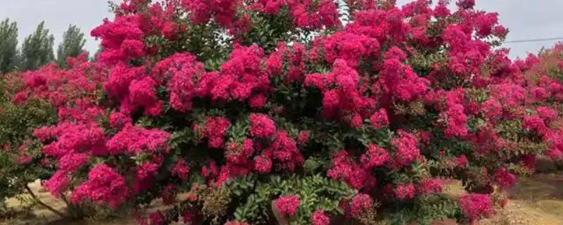 为什么紫薇树又叫痒痒树，是因为它的树干和其它树不一样