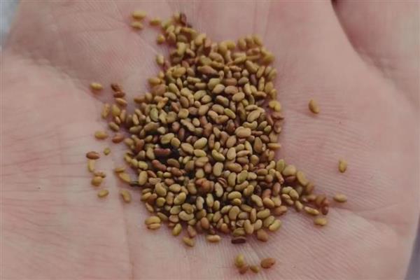 非洲紫罗兰的繁殖方法，常见繁殖方法有种子繁殖法、叶插繁殖法等