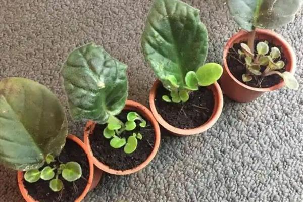 非洲紫罗兰的繁殖方法，常见繁殖方法有种子繁殖法、叶插繁殖法等