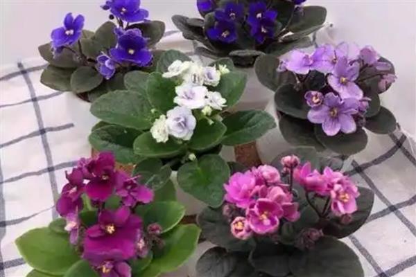 非洲紫罗兰的繁殖方法，常见繁殖方法有种子繁殖法、叶插繁殖法等