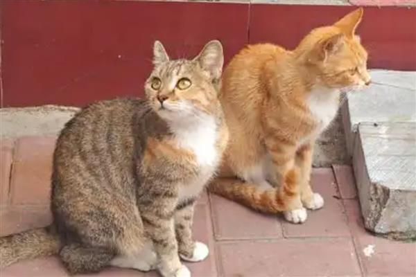 猫会不会流汗，会流汗，但汗腺不发达