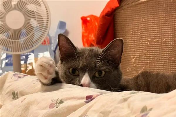 猫会不会流汗，会流汗，但汗腺不发达