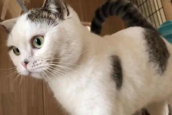 猫会不会流汗，会流汗，但汗腺不发达