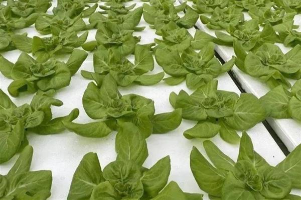 水培蔬菜的生产管理方法,一般在白天进行供液