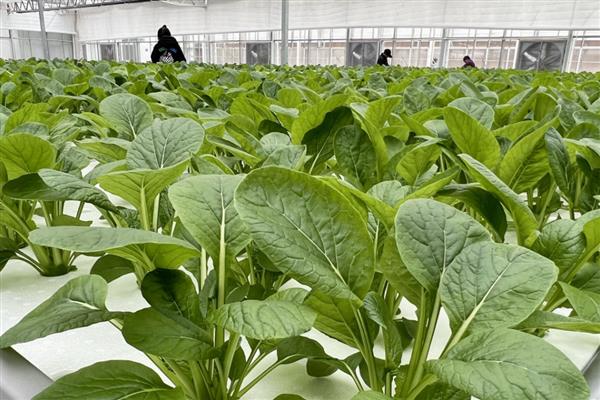 水培蔬菜的生产管理方法,一般在白天进行供液
