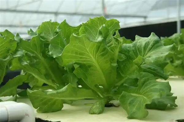 水培蔬菜的生产管理方法,一般在白天进行供液