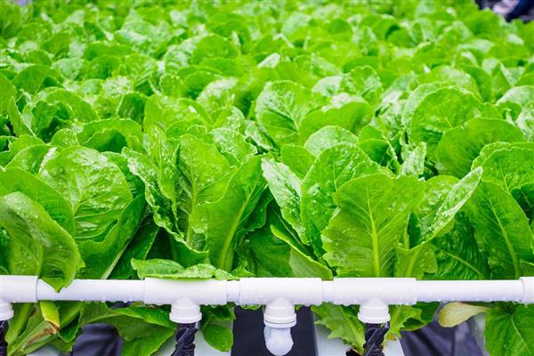 水培蔬菜的生产管理方法,一般在白天进行供液
