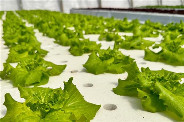 水培蔬菜的生产管理方法,一般在白天进行供液