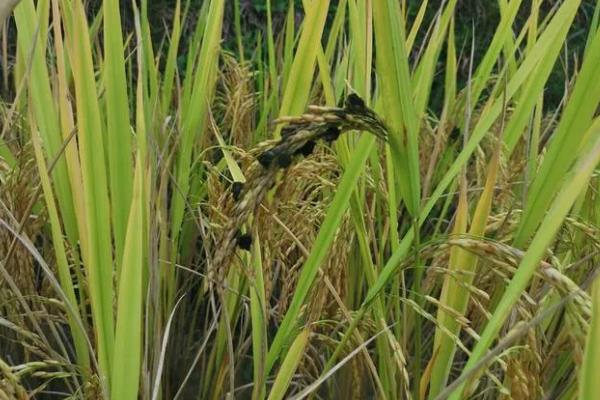 水稻出现黑色籽粒的原因，可能是发育差、氮肥过量等因素所致