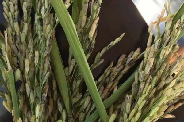 水稻出现黑色籽粒的原因，可能是发育差、氮肥过量等因素所致