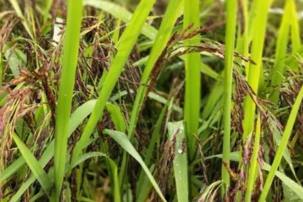 水稻出现黑色籽粒的原因，可能是发育差、氮肥过量等因素所致