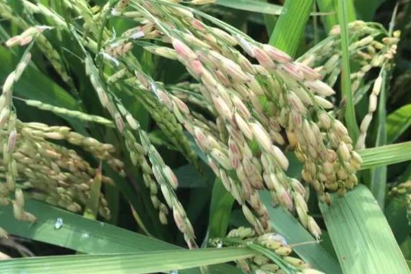 水稻出现黑色籽粒的原因，可能是发育差、氮肥过量等因素所致