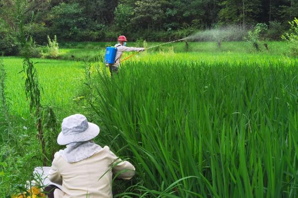 水稻出现黑色籽粒的原因，可能是发育差、氮肥过量等因素所致