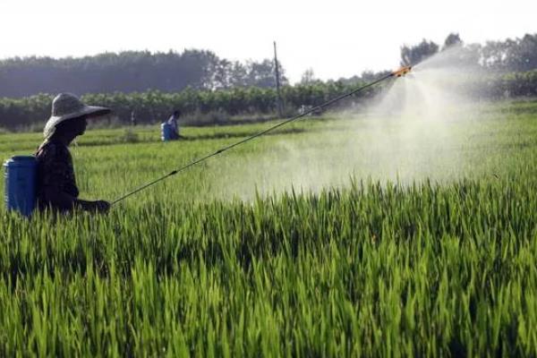 水稻出现黑色籽粒的原因，可能是发育差、氮肥过量等因素所致