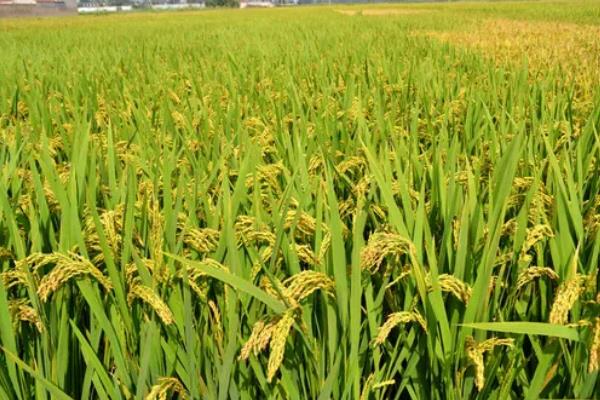 水稻出现黑色籽粒的原因，可能是发育差、氮肥过量等因素所致