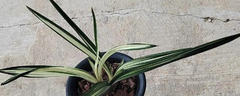 墨兰怎么养殖，生长盛期每隔半个月追肥一次