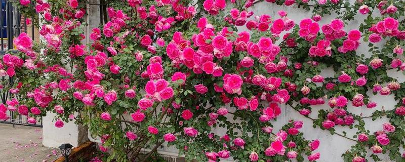 爬藤月季花如何养殖，每天光照时常不低于6个小时