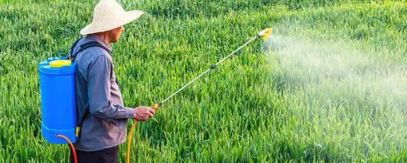 高温多雨天怎么使用杀虫剂，一定要选择合适的药剂