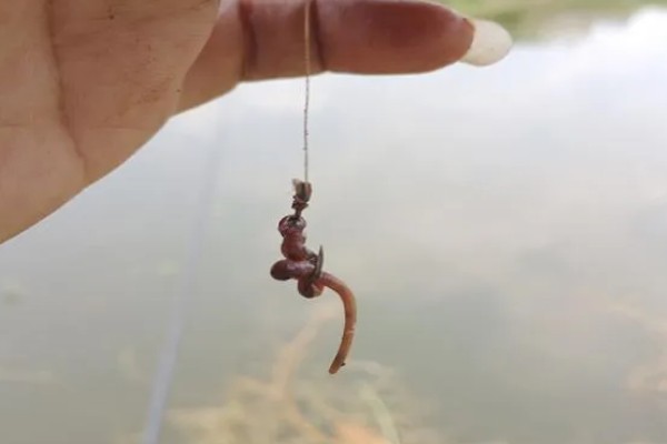 钓白条鱼适合用几号钩,选择1-4号袖钩、1-3号秋田狐钩等钩型