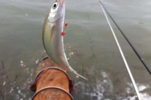 钓白条鱼适合用几号钩,选择1-4号袖钩、1-3号秋田狐钩等钩型