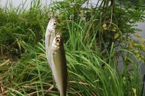 钓白条鱼适合用几号钩,选择1-4号袖钩、1-3号秋田狐钩等钩型