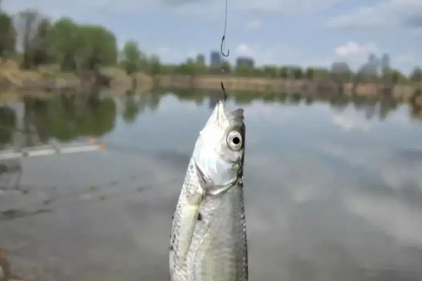 钓白条鱼适合用几号钩,选择1-4号袖钩、1-3号秋田狐钩等钩型