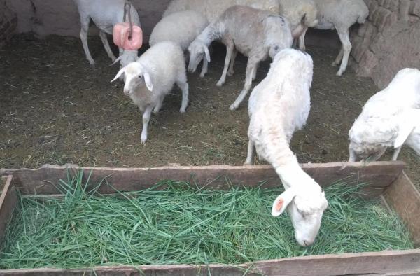 羊应该先喂草还是先喂料，先喂草再喂料可促进消化和吸收