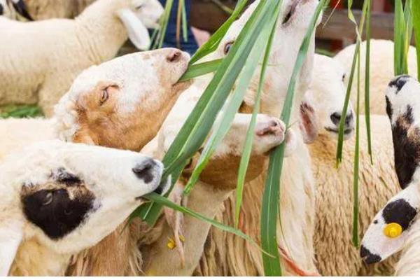 羊应该先喂草还是先喂料，先喂草再喂料可促进消化和吸收