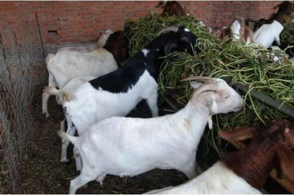 羊应该先喂草还是先喂料，先喂草再喂料可促进消化和吸收