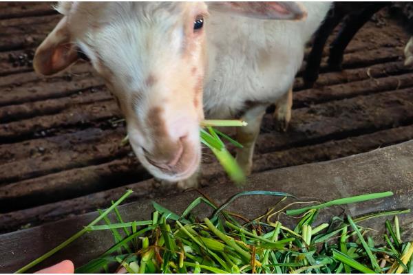 羊应该先喂草还是先喂料，先喂草再喂料可促进消化和吸收