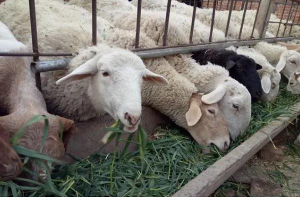 羊应该先喂草还是先喂料，先喂草再喂料可促进消化和吸收