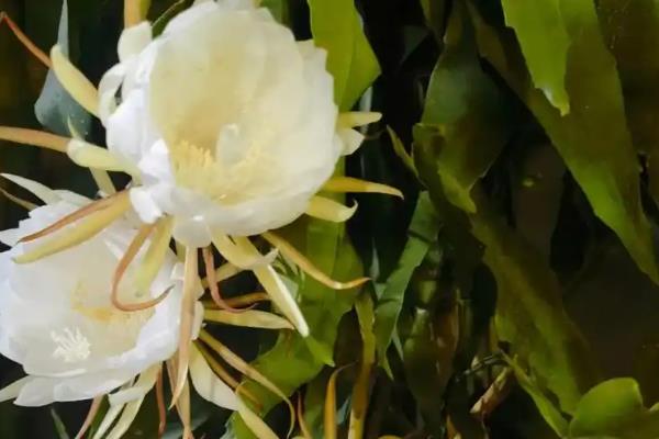 凌晨12点哪些花开放，常见的有昙花、夜来香等