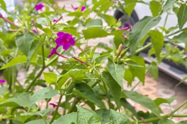 凌晨12点哪些花开放，常见的有昙花、夜来香等