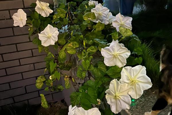 凌晨12点哪些花开放，常见的有昙花、夜来香等