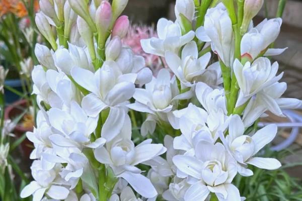 凌晨12点哪些花开放，常见的有昙花、夜来香等