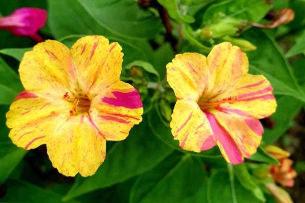 凌晨12点哪些花开放，常见的有昙花、夜来香等