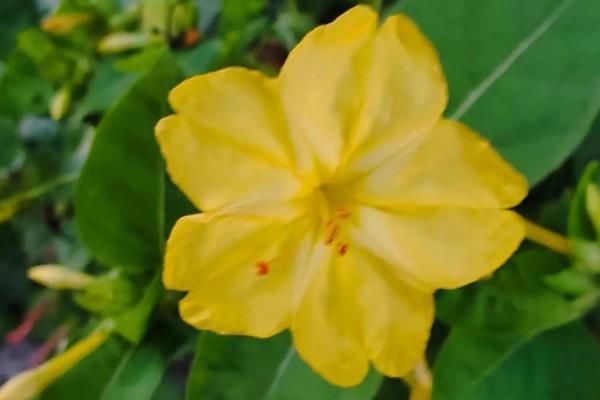 凌晨12点哪些花开放，常见的有昙花、夜来香等