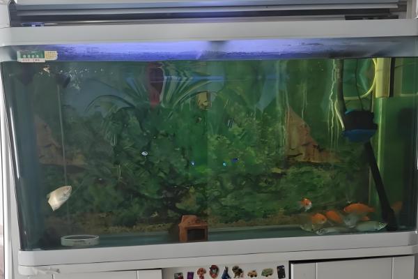 鱼缸的适宜尺寸，取决于鱼类的体型