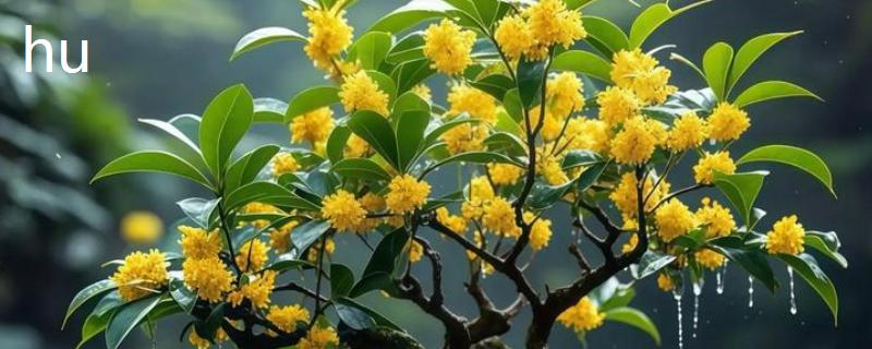 嫁接桂花树的养殖方法，每隔5天左右浇一次水