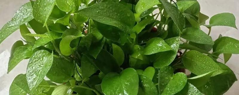 让绿萝叶子变大的方法，每隔半个月追施一次专用肥