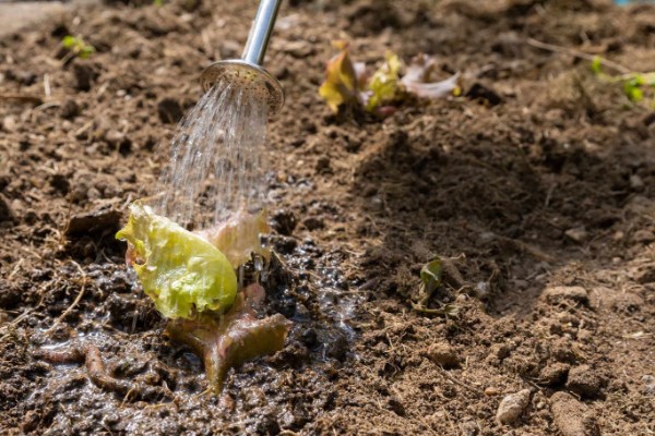 生菜苗为什么塌了，可能是缺光或受到暴晒、移栽过早等因素造成