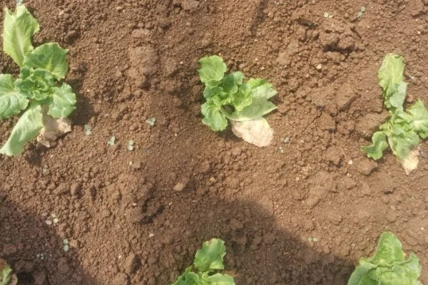 生菜苗为什么塌了，可能是缺光或受到暴晒、移栽过早等因素造成