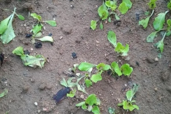 生菜苗为什么塌了，可能是缺光或受到暴晒、移栽过早等因素造成