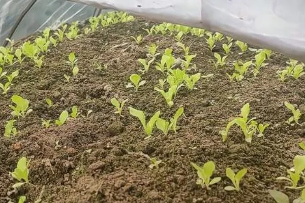 生菜苗为什么塌了，可能是缺光或受到暴晒、移栽过早等因素造成