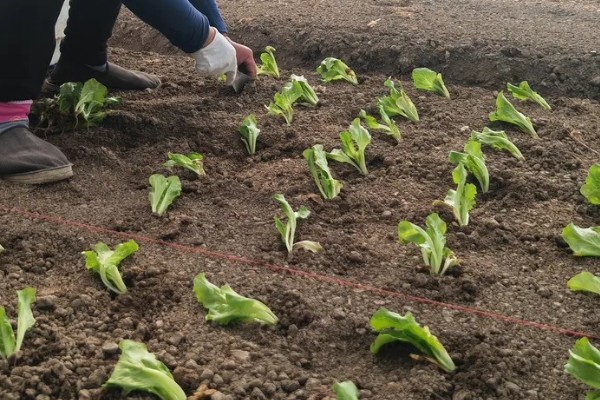 生菜苗为什么塌了，可能是缺光或受到暴晒、移栽过早等因素造成