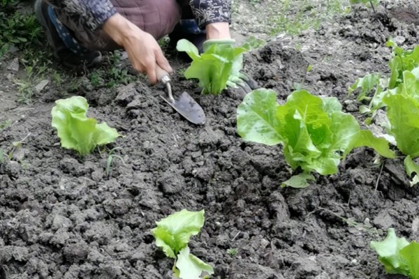 生菜苗为什么塌了，可能是缺光或受到暴晒、移栽过早等因素造成