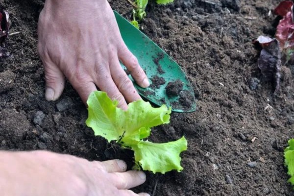 生菜苗为什么塌了，可能是缺光或受到暴晒、移栽过早等因素造成