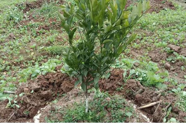 番石榴的施肥方法，剪梢促花后要追施三元复合肥